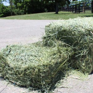 Alfalfa Hay Grass